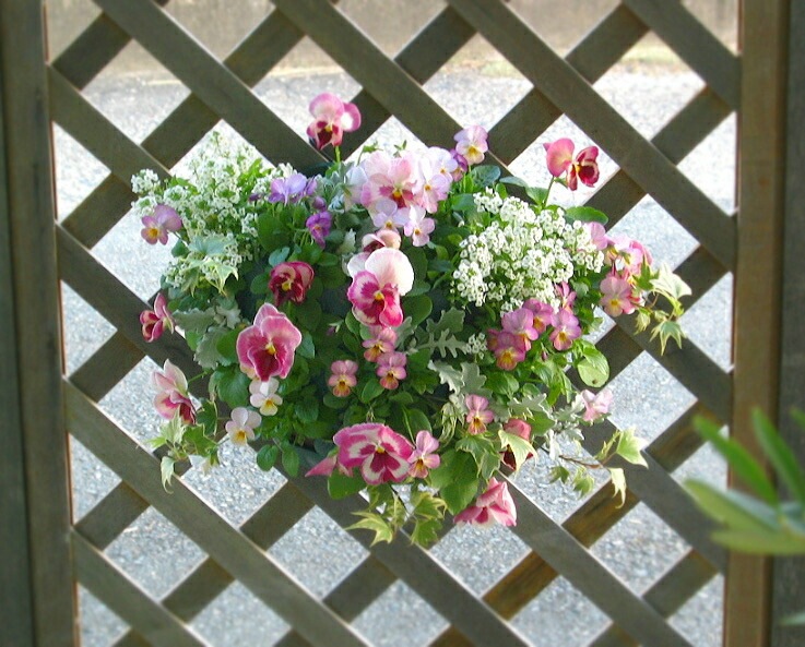 パンジー＆ビオラのハンギングバスケット 寄せ植え [いちごプレミアム