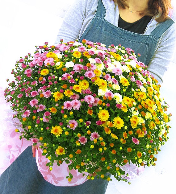 満開時は なんと1 0 0 0 輪咲き 秋咲きガーデンマムのメガ盛り鉢植え グランデ サイズ 3色ミックス植え 鉢花 花うるる 本店