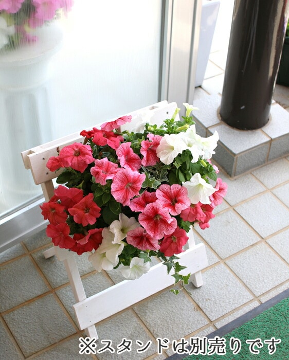 ペチュニアのハンギング 寄せ植え [サーモンピンク(シンプル