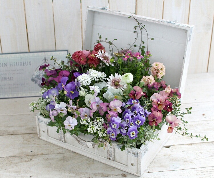 送料無料】花うるる おまかせ 寄せ植え トレジャーBOX [Lサイズ