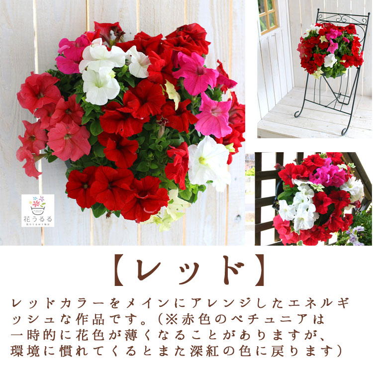 ペチュニアで作るハンギングバスケットの寄せ植え - 寄せ植え