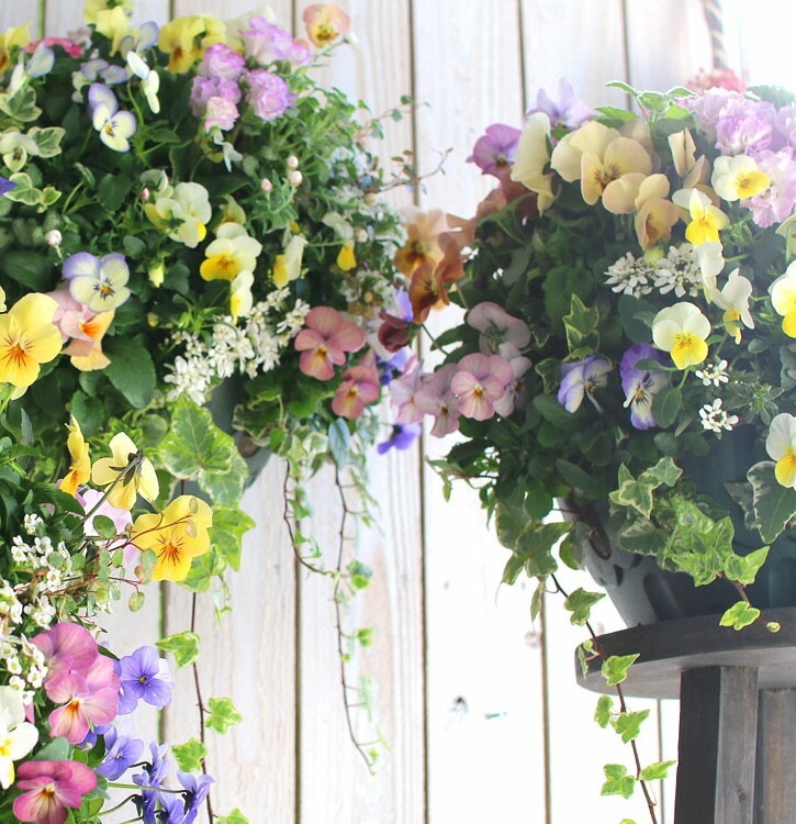 豪華 ビオラ ハンギングバスケット 寄せ植え [春色パステル]Mサイズ