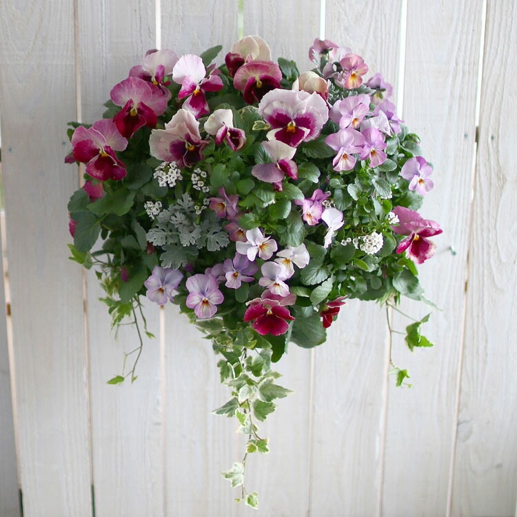 パンジー＆ビオラのハンギングバスケット 寄せ植え [いちごプレミアム