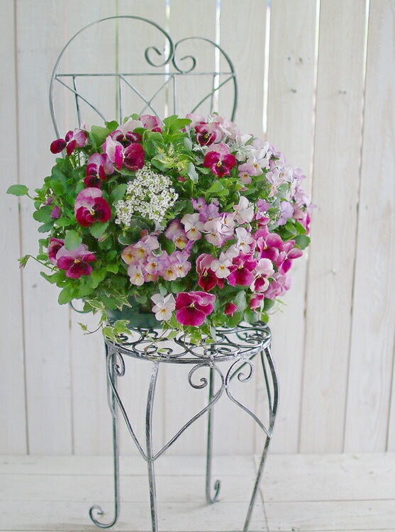 パンジー＆ビオラのハンギングバスケット 寄せ植え [いちごプレミアム