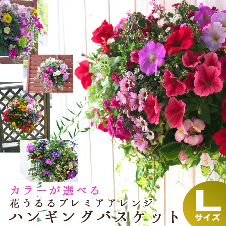 花うるる おまかせ／「季節のハンギング寄せ植えLサイズ(開花期:4月-11