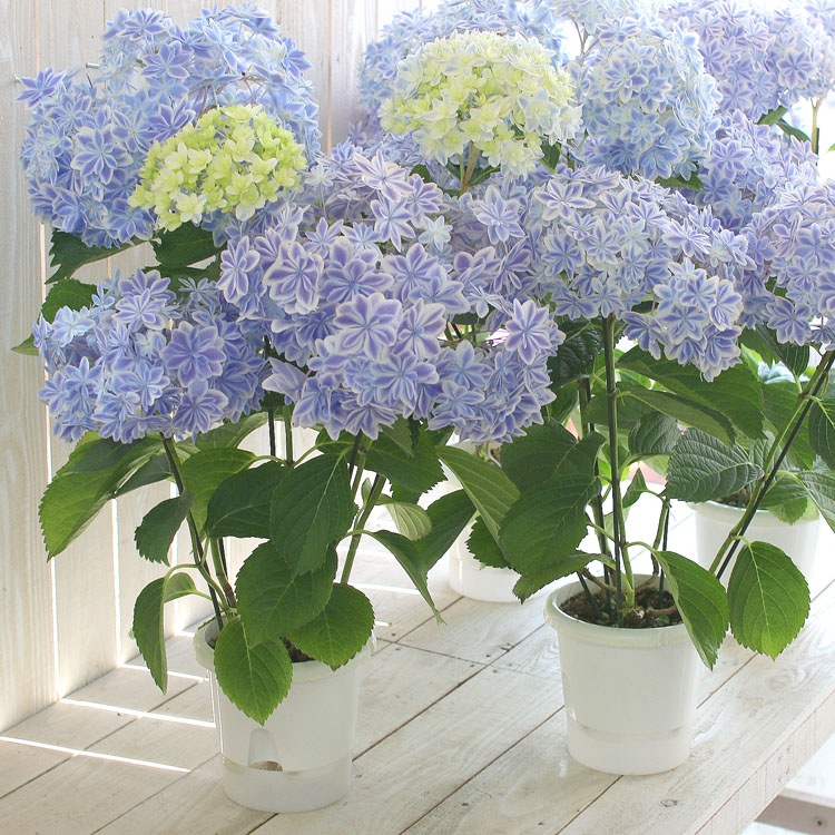 あのレア品種が限定再入荷／アジサイ「万華鏡(ブルー)5号鉢」フラワー