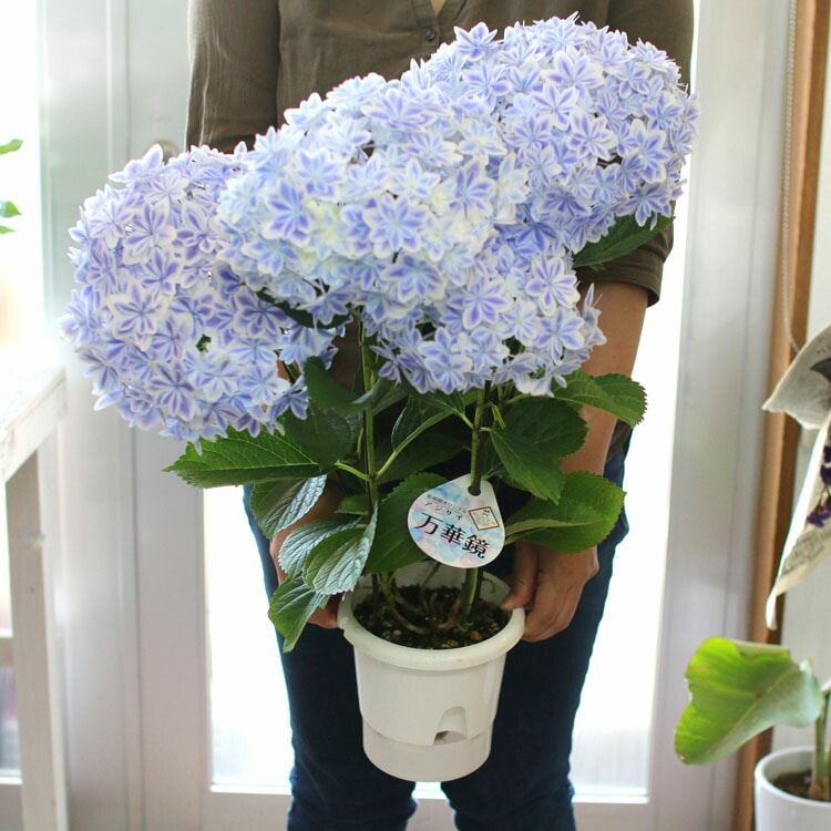 あのレア品種が少量入荷／アジサイ「万華鏡(ブルー)５号鉢」 | 鉢花