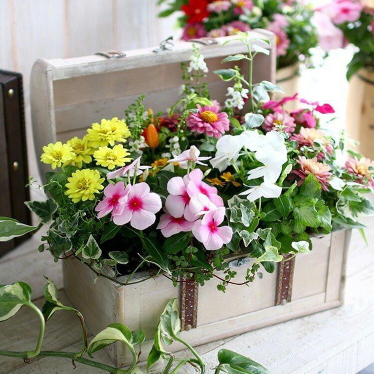 花うるる おまかせ／「季節の寄せ植えinトレジャーBOX(Mサイズ