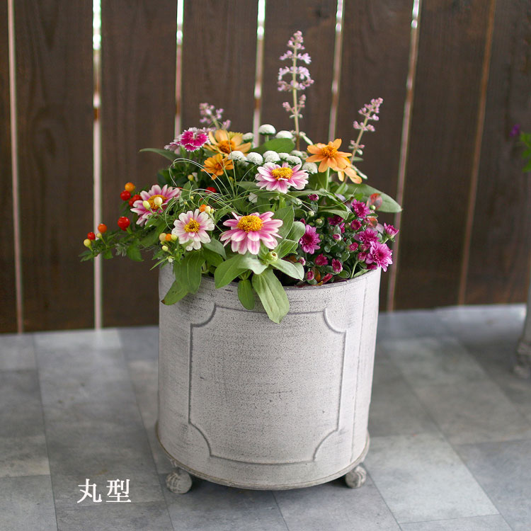 ブリキ、プラサボテン寄植え❢ （サボテン 寄せ植え 開店祝い ｜ 栃木 