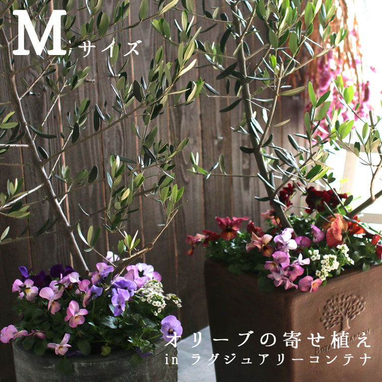 引き取り限定です。大きなオリーブの木お譲りします（高さ約4m） オリーブの木の中古が安い！激安で譲ります・無料であげます｜ジモティー その他観葉植物