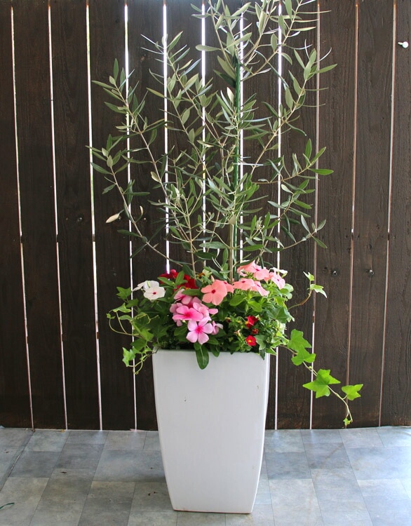 送料無料】「オリーブの木 ～季節の花を寄せ植え(高さ100cm～130cm前後