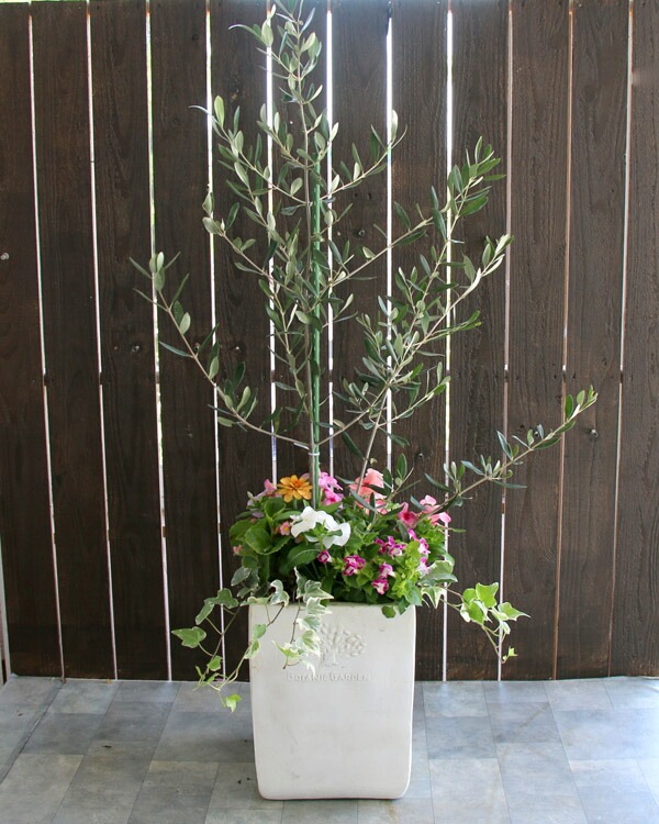 超特大オリーブの木 バスケット 芸術品 女神アテナからの贈り物 約45cm