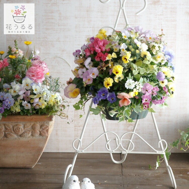 オーバルバスケットのパステルカラー寄せ植え 豪華 ビオラ ハンギングバスケット 寄せ植え [春色パステル]Mサイズ