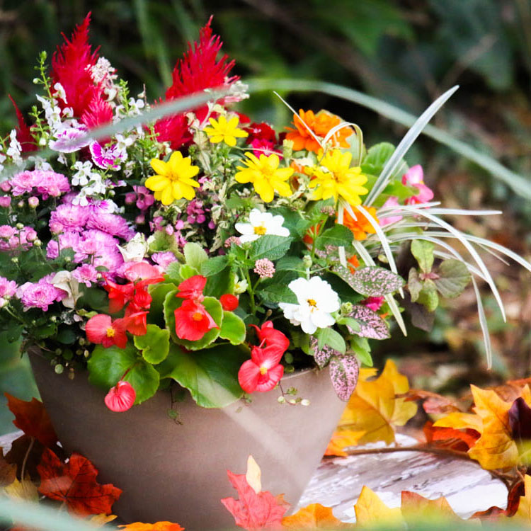 ありきたりな寄せ植えに満足できない方へ [花うるる オーダーメイド 寄せ植え] 【テラ】-花うるる 本店