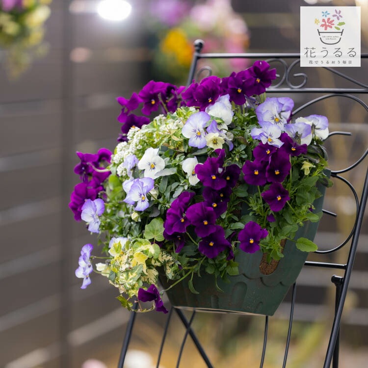 ビオラのハンギングバスケット 花うるる 寄せ植え [アクア]Mサイズ