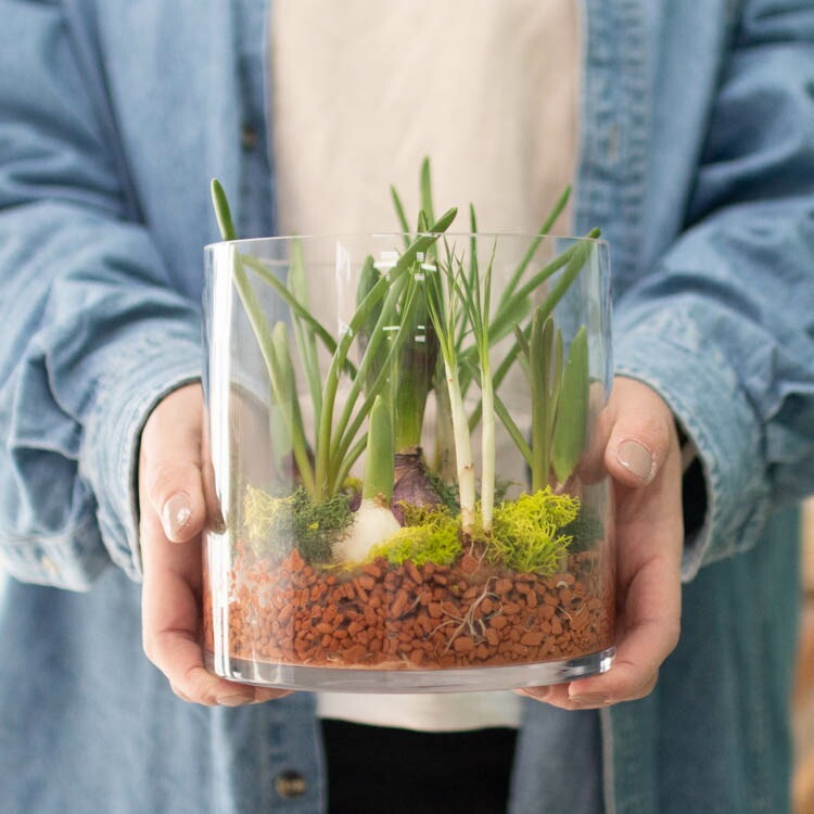 水耕栽培キット 芽出し球根おまかせmix ガラス付き「ラウンド グラス