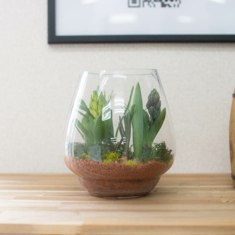 水耕栽培キット 芽出し球根おまかせmix ガラス付き「ドロップグラス