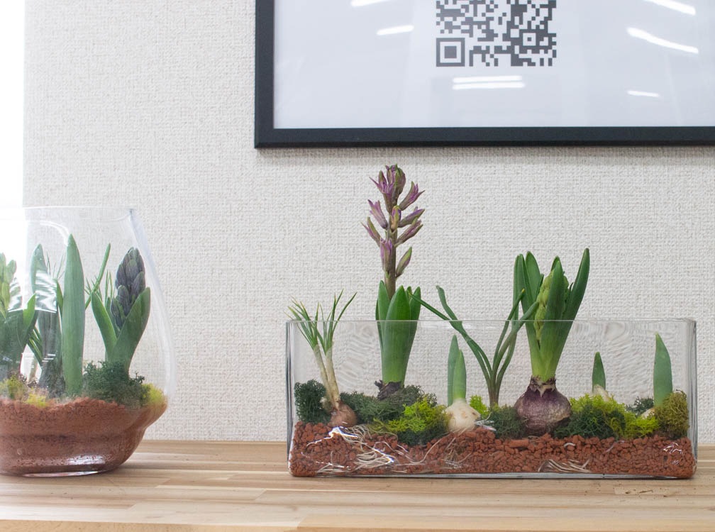 水耕栽培キット 芽出し球根おまかせmix ガラス付き「レクタングル