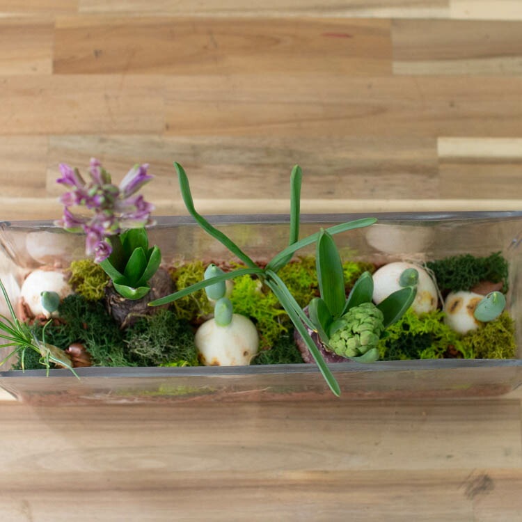 水耕栽培球根籠盛りセット 水耕栽培球根籠盛りセット 水耕栽培球根籠盛りセット