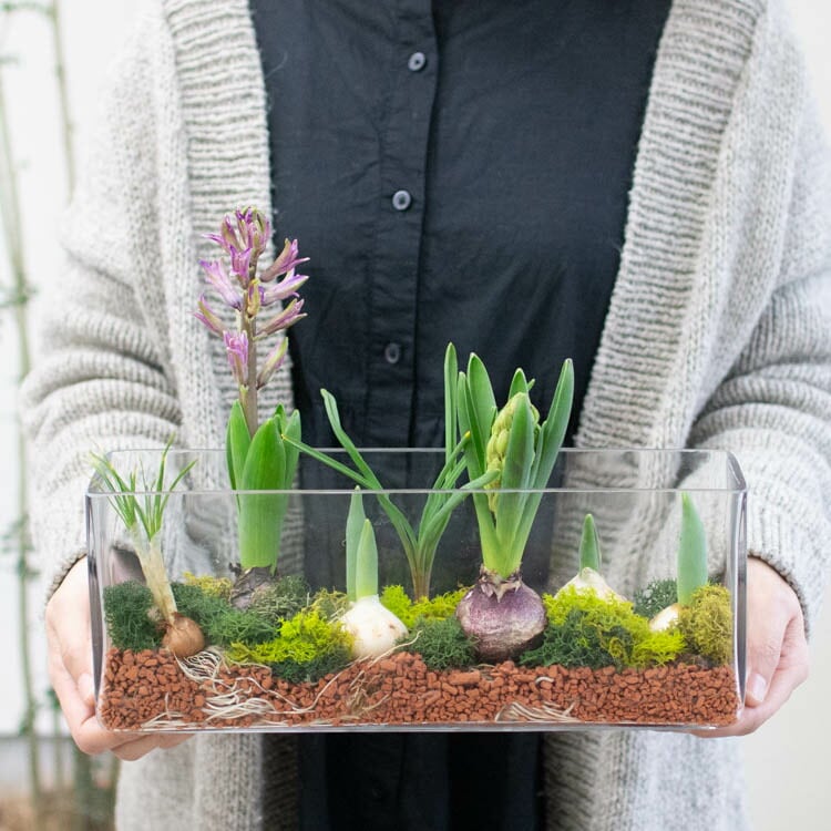 水耕栽培キット 芽出し球根おまかせmix ガラス付き「レクタングル