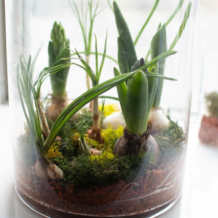 水耕栽培キット 芽出し球根おまかせmix ガラス付き「ラウンド グラス L