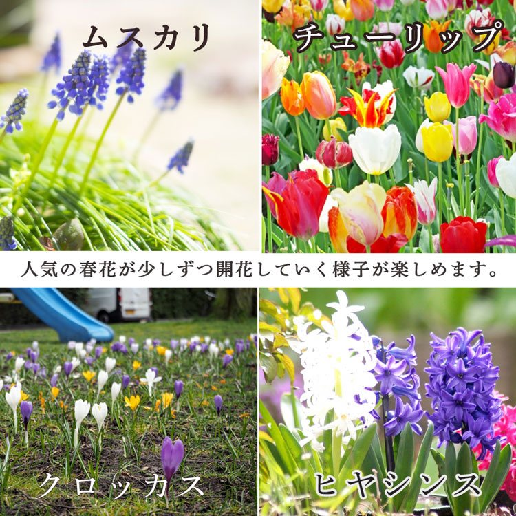 水耕栽培キット 芽出し球根おまかせmix ガラス付き「ラウンド グラス L