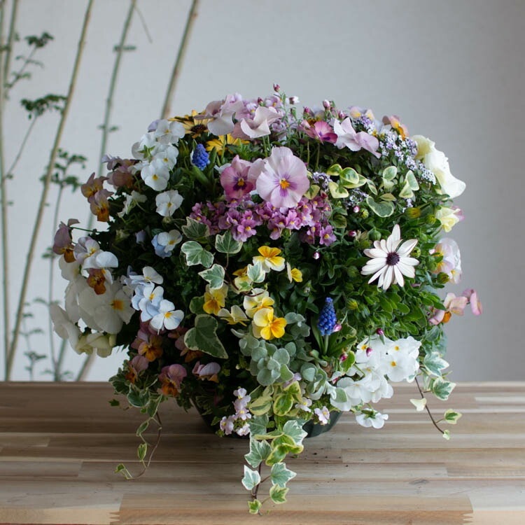 豪華 ビオラ ハンギングバスケット 寄せ植え [春色パステル]Mサイズ