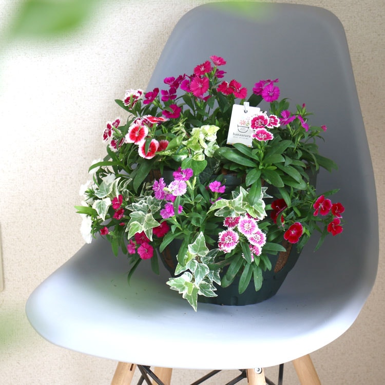 なでしこの ハンギングバスケット 寄せ植え[カラフルMIX] Mサイズ