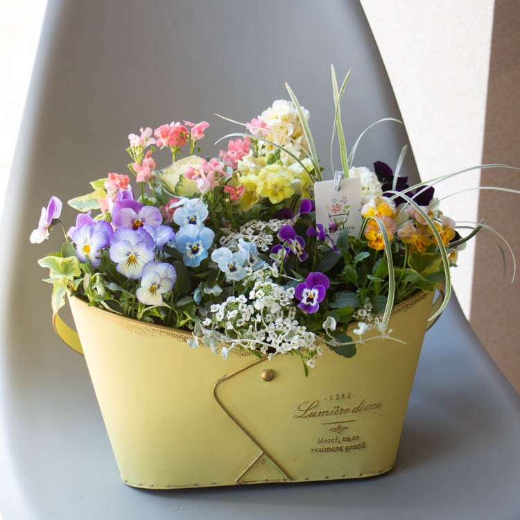 花うるる おまかせ／「季節の寄せ植えin ブリキ プランター (クリッス