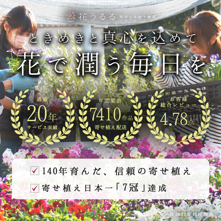 3個セット 送料無料】ベゴニアのハンギング 寄せ植え [3色セット 福袋