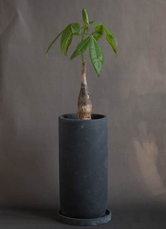 パキラ鉢植え(受け皿付き)【マルモトールL】(ミュールミル murmures