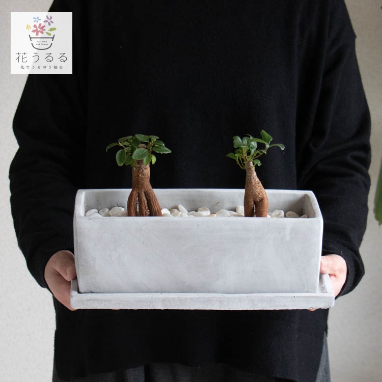 ガジュマル鉢植え(受け皿付き)【マルモレクL】 (ミュールミル murmures