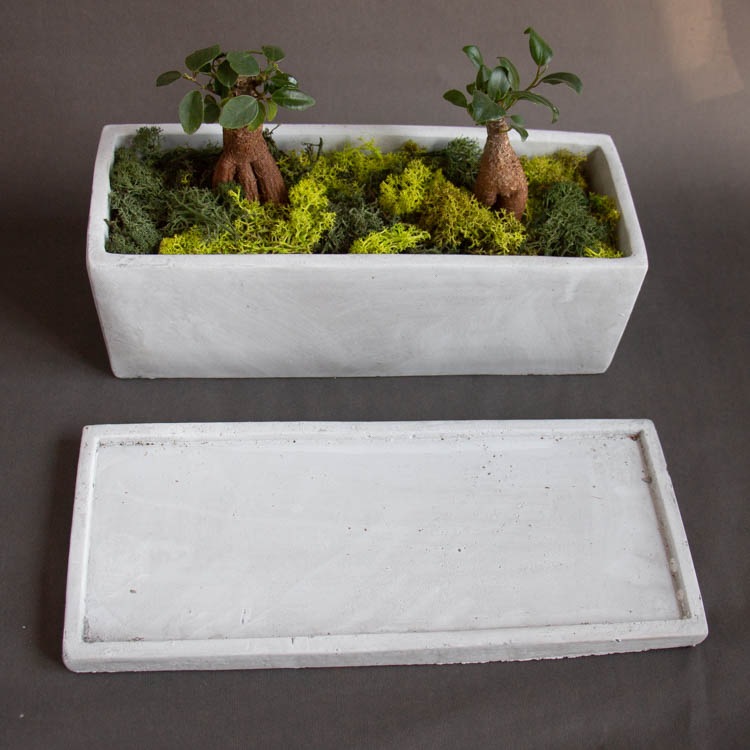 ガジュマル鉢植え(受け皿付き)【マルモレクL】 (ミュールミル murmures