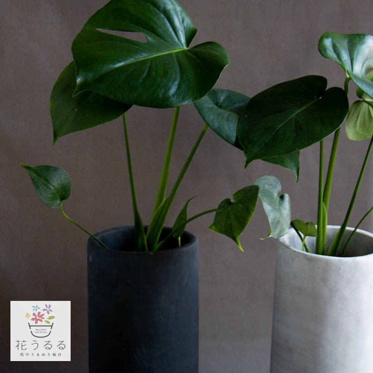 その他観葉植物 moomooo Amazon｜ガジュマル 観葉植物 本物 虫がわかない FUK GREEN 室内