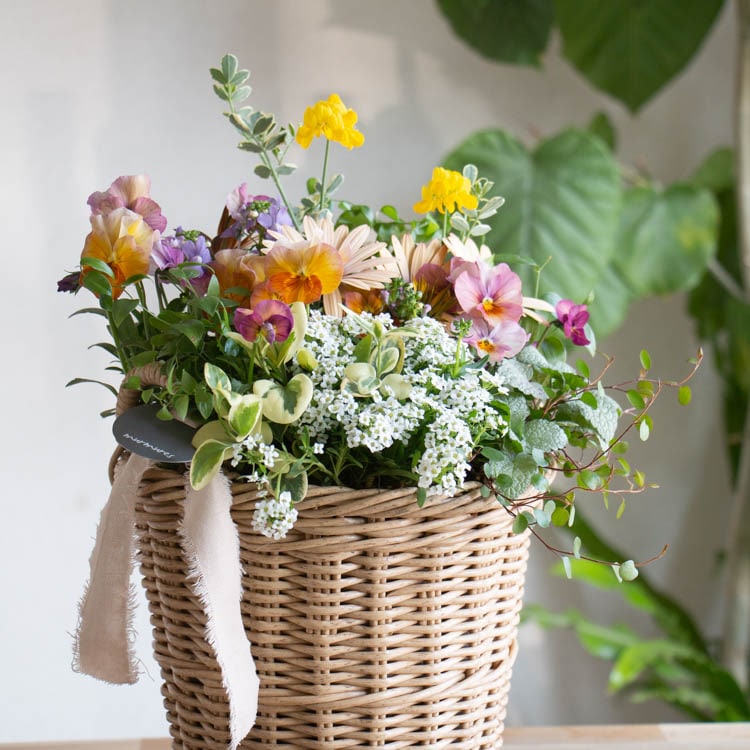 花うるる おまかせ／「季節の寄せ植えinジェミニバスケット シリンダ