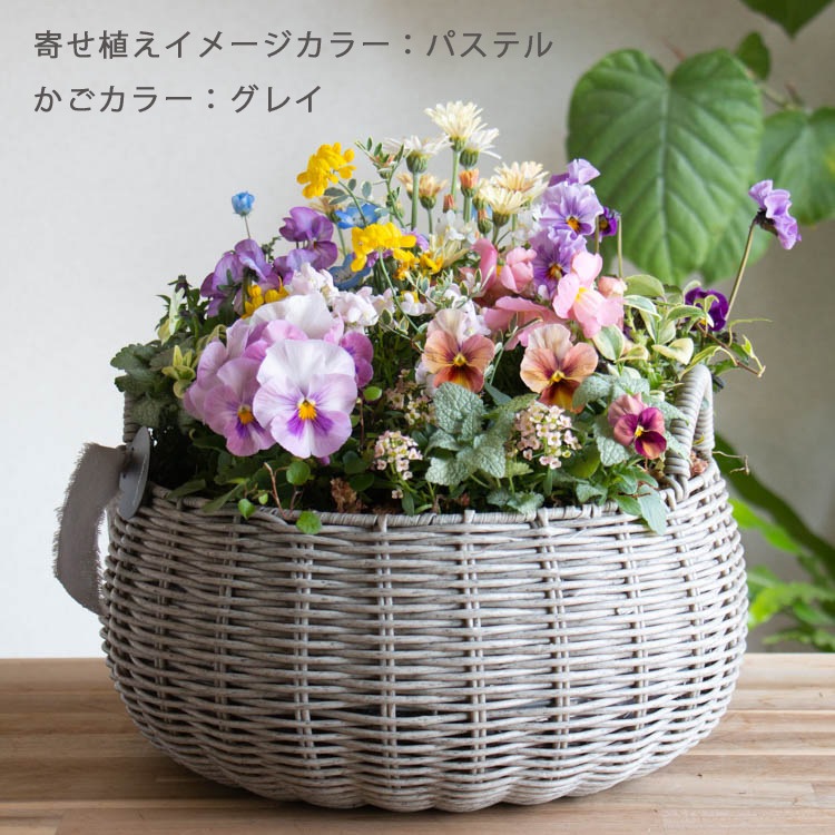 花うるるアレンジ寄せ植え「ジェミニバスケット ロウ(Lサイズ