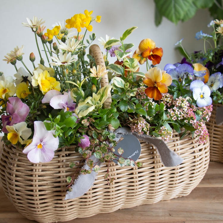 花うるるアレンジ寄せ植え「ジェミニバスケット レク」おまかせ