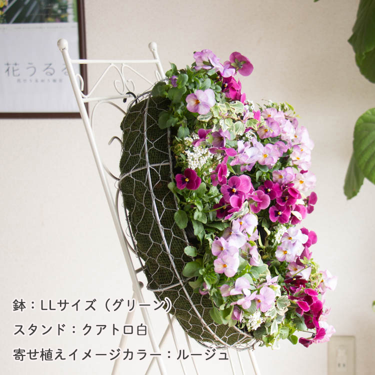 花うるる おまかせ／「季節の寄せ植えinシンプルリースLLサイズ