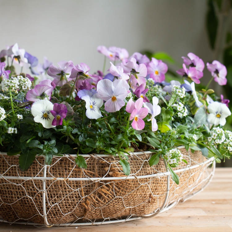 花うるる おまかせ／「季節の寄せ植えinシンプルリースLLサイズ