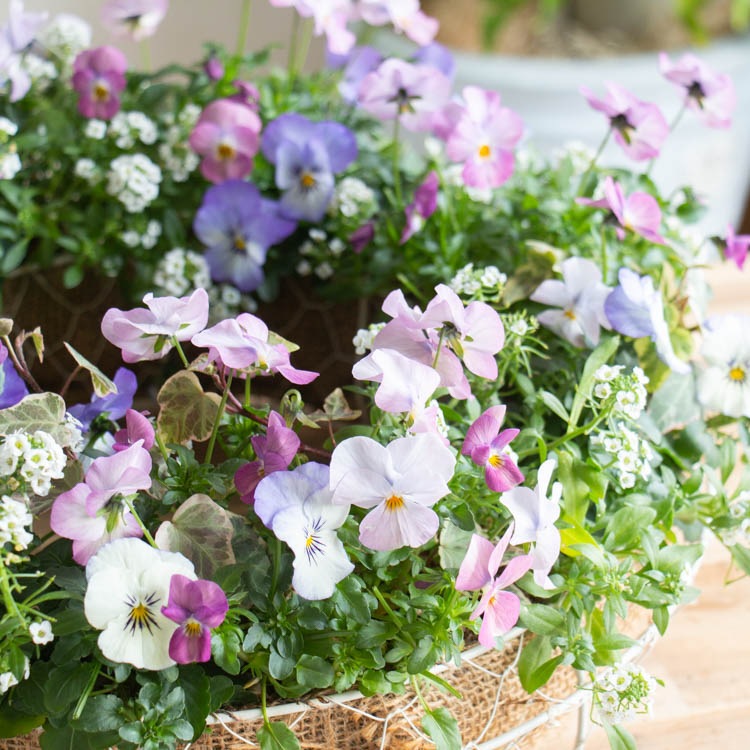花うるる おまかせ／「季節の寄せ植えinシンプルリースLLサイズ