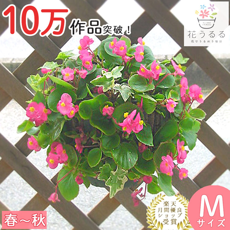 ベゴニアのハンギング 寄せ植え [ピンク(シンプル]鑑賞期:4-11月