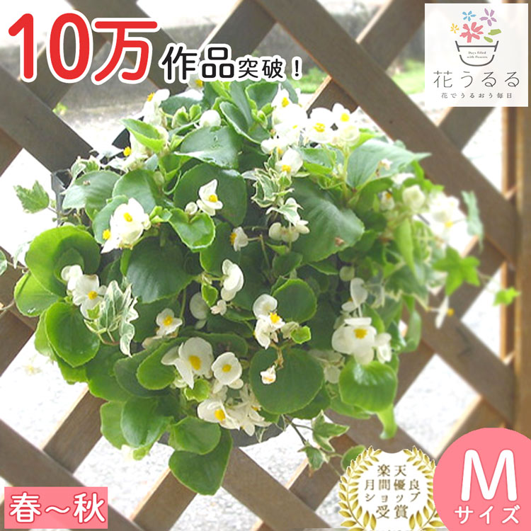 ベゴニアのハンギング 寄せ植え [ホワイト(シンプル]鑑賞期:4-11月