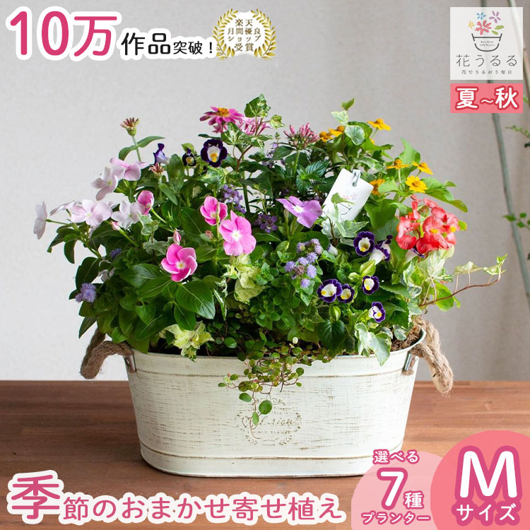 【ブリキ プランター 寄せ植え】花うるる おまかせアレンジ[横長] -花うるる 本店