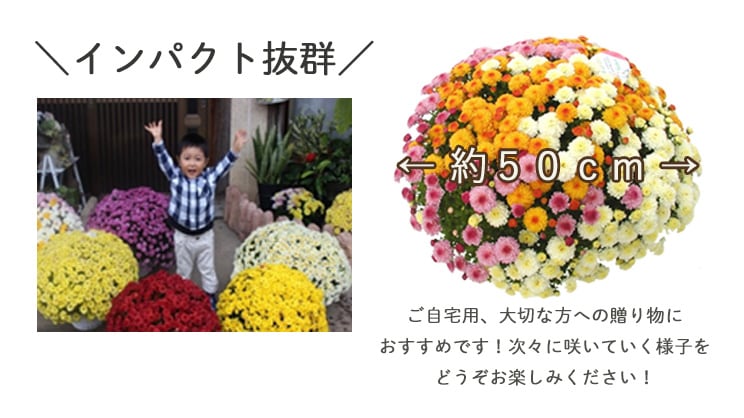 予約・9/末～発送】満開時は、、なんと1 0 0 0 輪咲き! 秋咲きガーデン