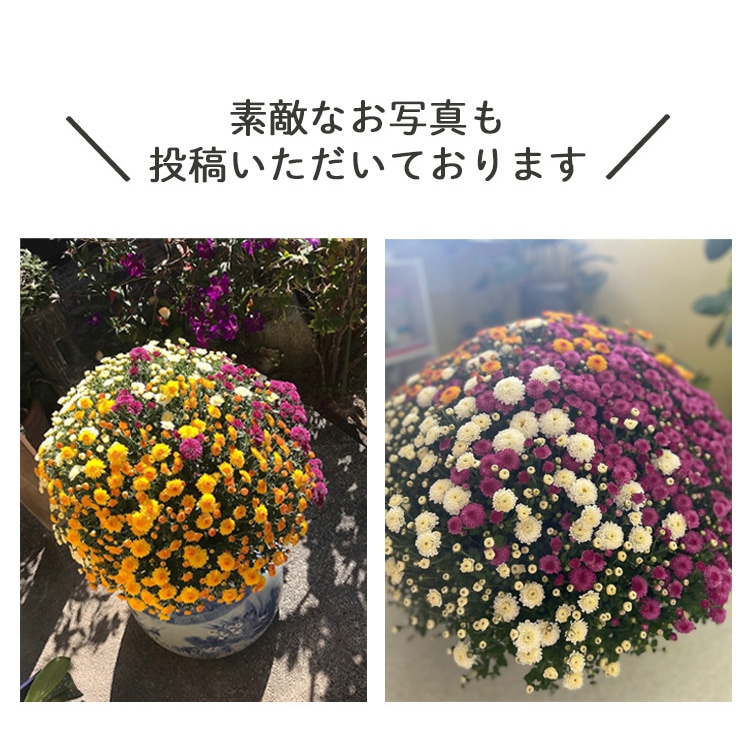 数量限定 大輪マム苗 かわいいお庭 アンティークなガーデン レア