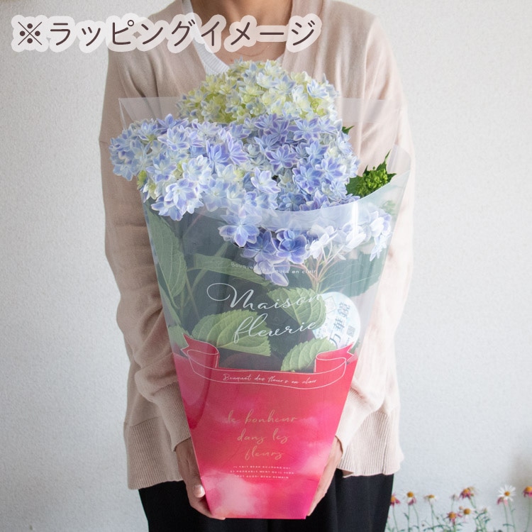 母の日 遅れてごめんね配送／花うるる 珍しいレア品種 アジサイ 5号