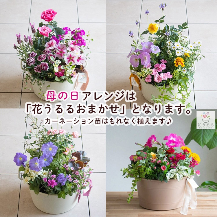 寄せ植え　はるはる様　ご注文品 楽天市場】花うるるの新 ハンギング 寄せ植え 定期便『アレンジコース