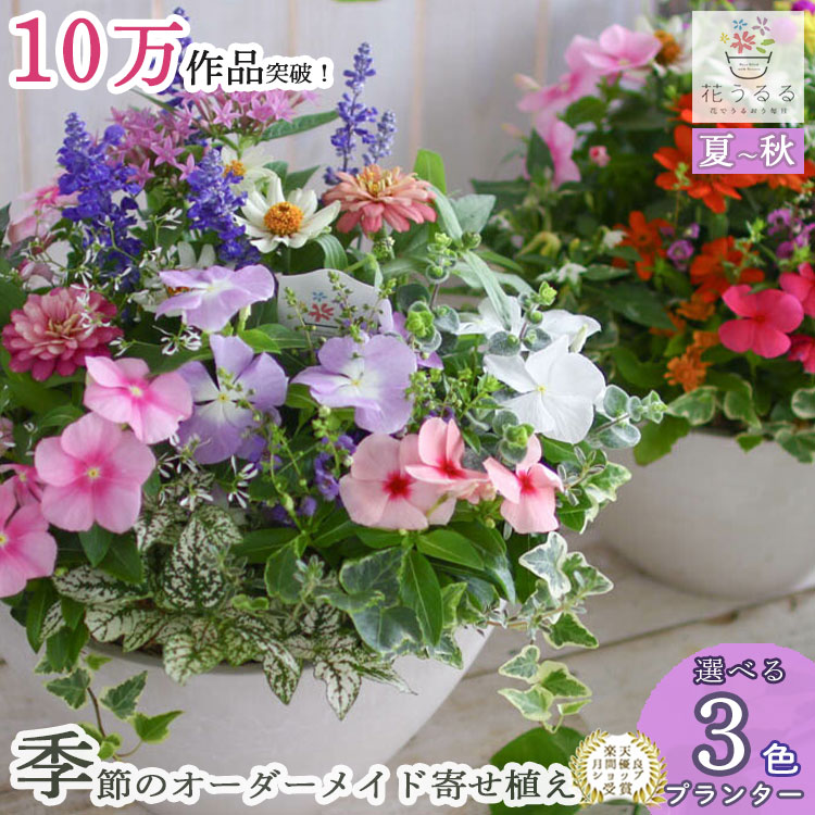 寄せ植え花　ユニヴェール　スリット鉢植え ベランダで楽しむ四季の寄せ植え(3) | UR都市機構