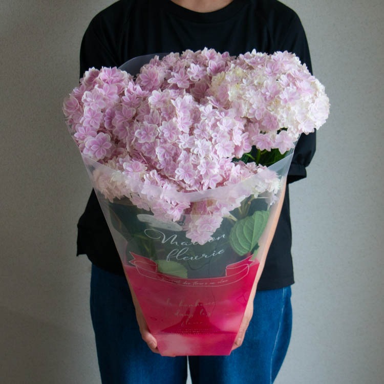 花うるる 珍しいレア品種 アジサイ 5号 鉢植え「万華鏡(パープル) ／月