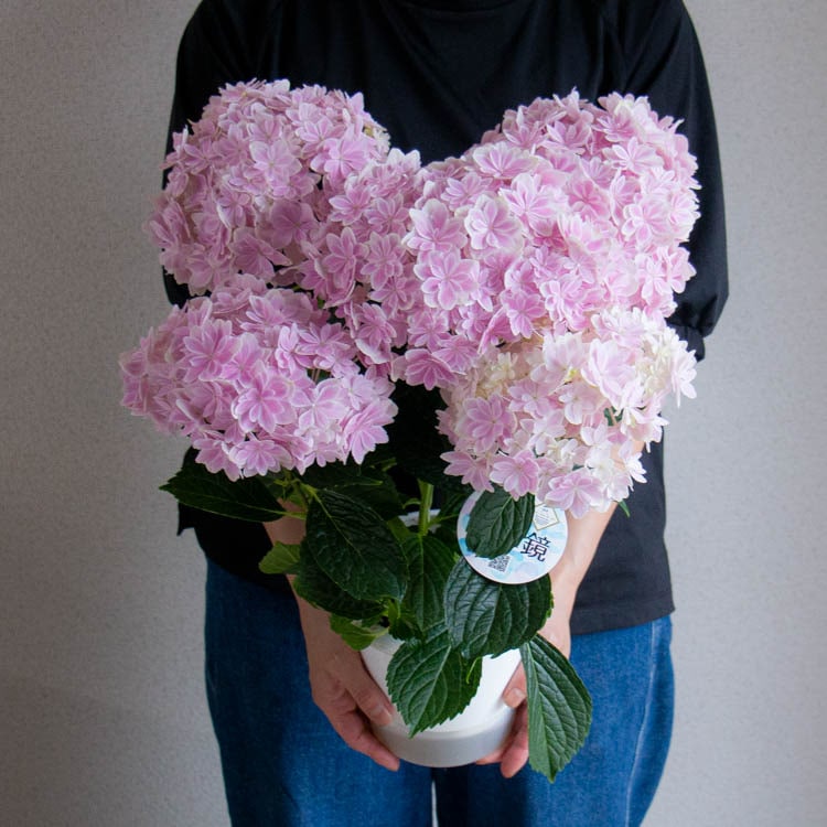 花うるる 珍しいレア品種 アジサイ 5号 鉢植え「万華鏡(パープル) ／月